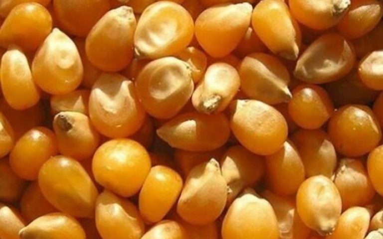 فاسد شدن پنج هزار تن ذرت دپو شده در گمرک