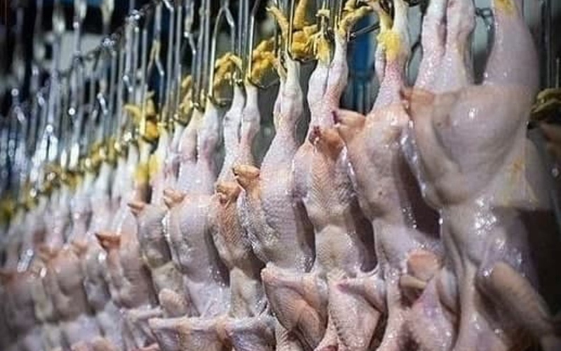 فروش اینترنتی مرغ گرم از هفته‌ آینده