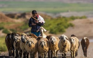 ماجرای استخدام چوپانان ایرانی در ارمنستان و جزئیات پرداخت حقوق