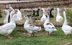 مشاهده آنفلوانزای فوق حاد پرندگان در مازندران