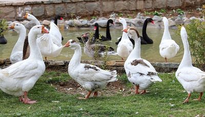 مشاهده آنفلوانزای فوق حاد پرندگان در مازندران
