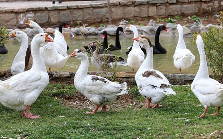 مشاهده آنفلوانزای فوق حاد پرندگان در مازندران