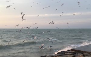 مهمانان پاییزی ساحل بوشهر