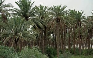 نخل‌های صادراتی به قطر، برگشت خورد!