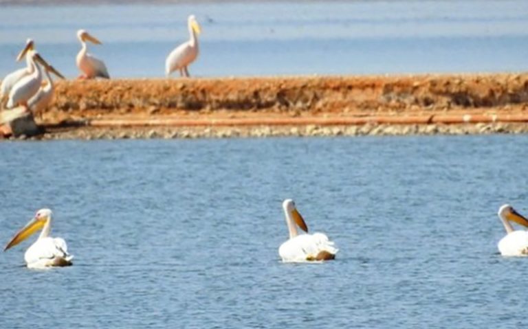 پرندگان مهاجر به تالاب بین‌المللی شادگان رسیدند