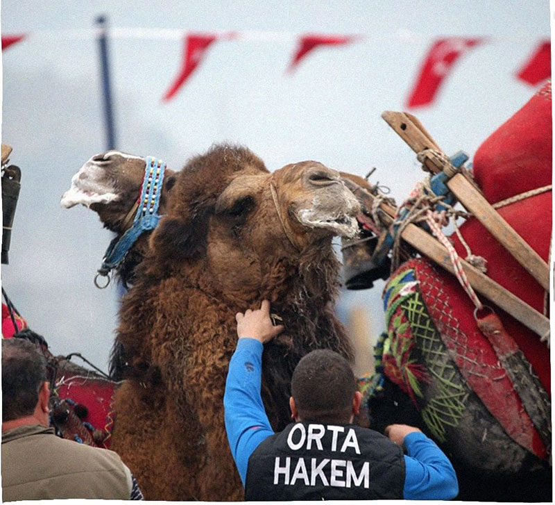 جام جهانی کشتی شترها در ترکیه/عکس