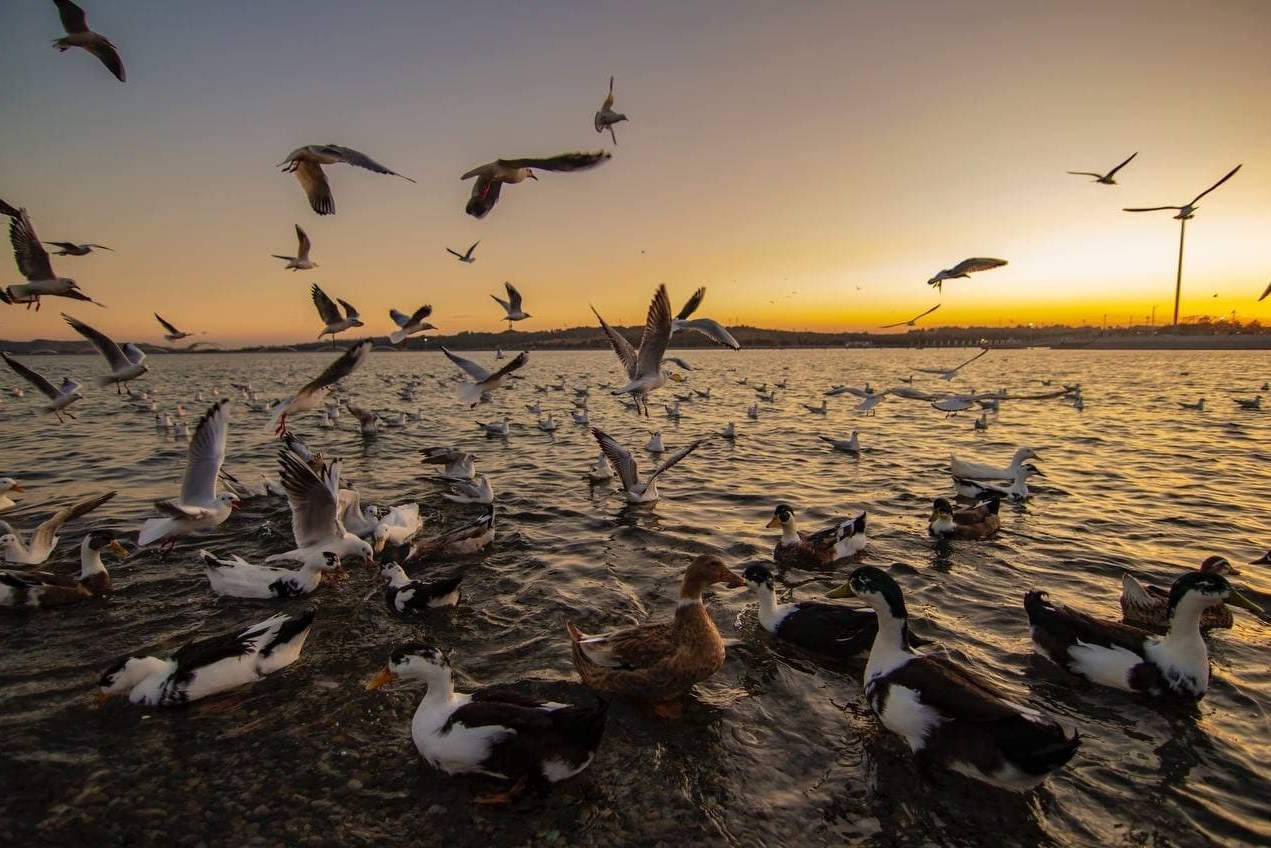 دریاچه شهدای خلیج فارس میزبان پرندگان مهاجر/ تصاویر