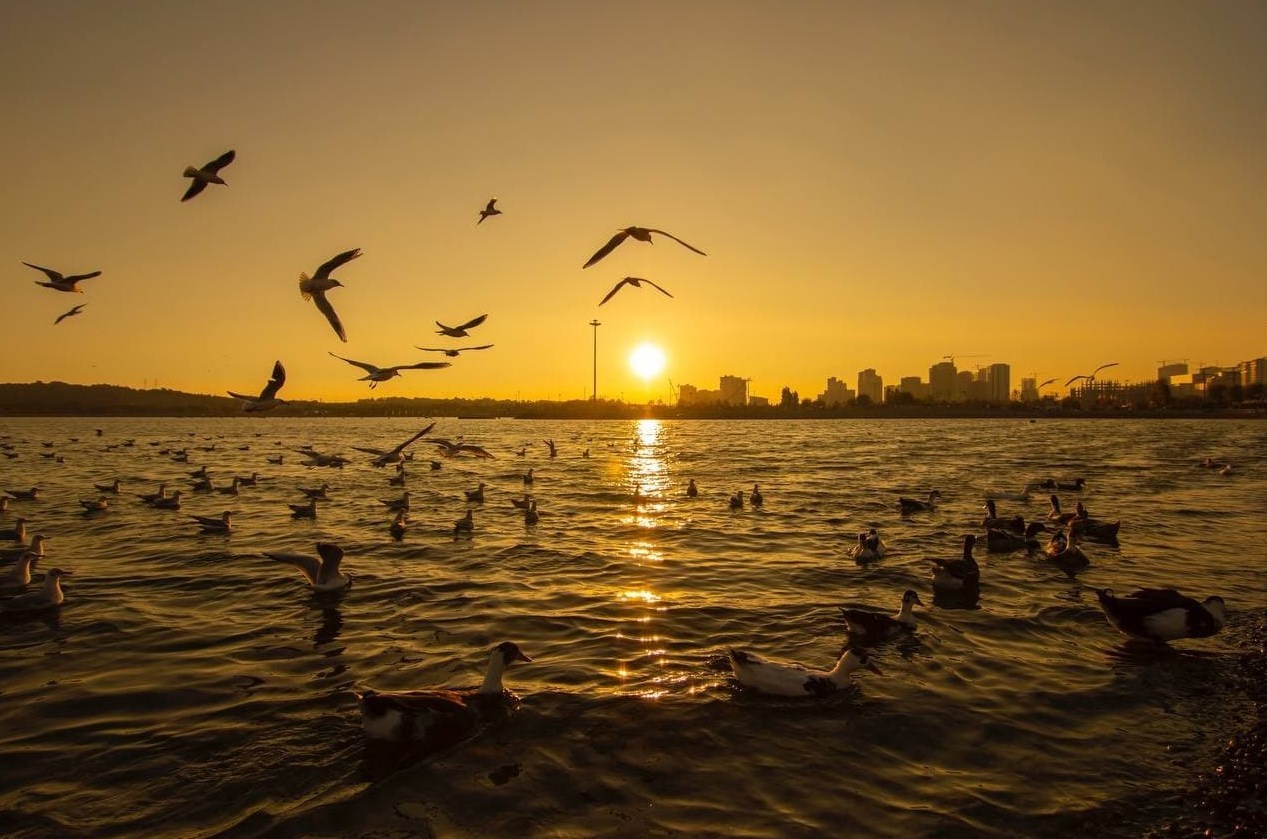 دریاچه شهدای خلیج فارس میزبان پرندگان مهاجر/ تصاویر