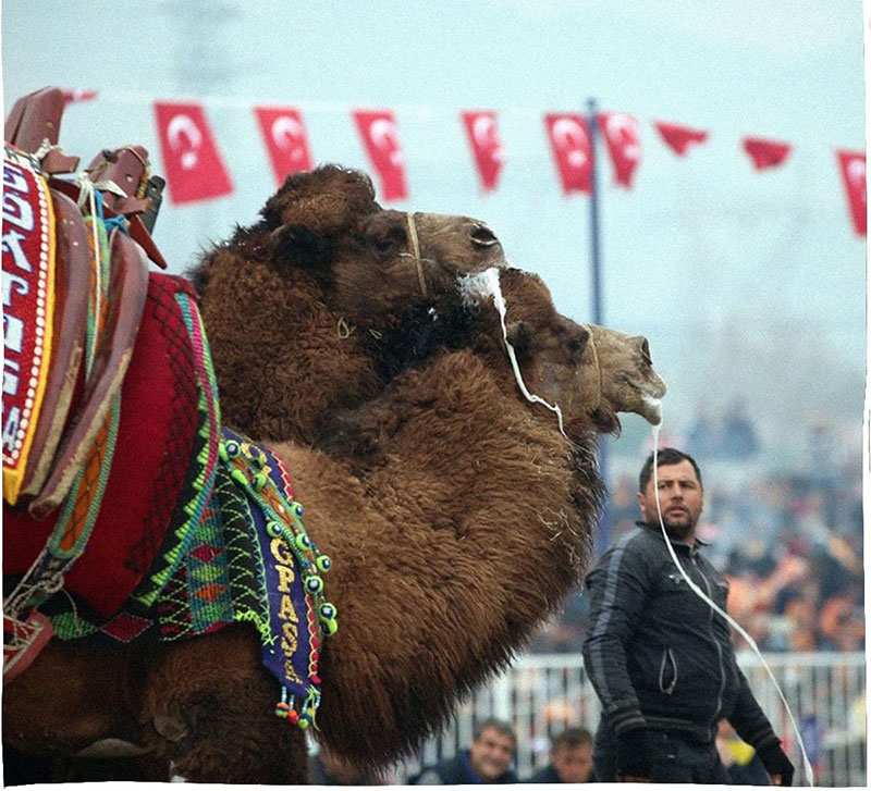 جام جهانی کشتی شترها در ترکیه/عکس