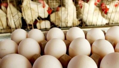 اگر ارز ترجیحی حذف شود، قیمت تخم مرغ به ۱۱۰ هزار تومان و مرغ به ۸۰ هزار تومان می‌رسد