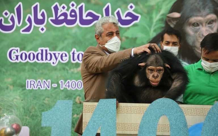 شامپانزه ایرانی به دست همنوعان خود کشته شد