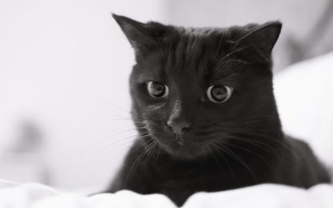 حرکات ورزشی یک گربه در باشگاه بدن‌سازی