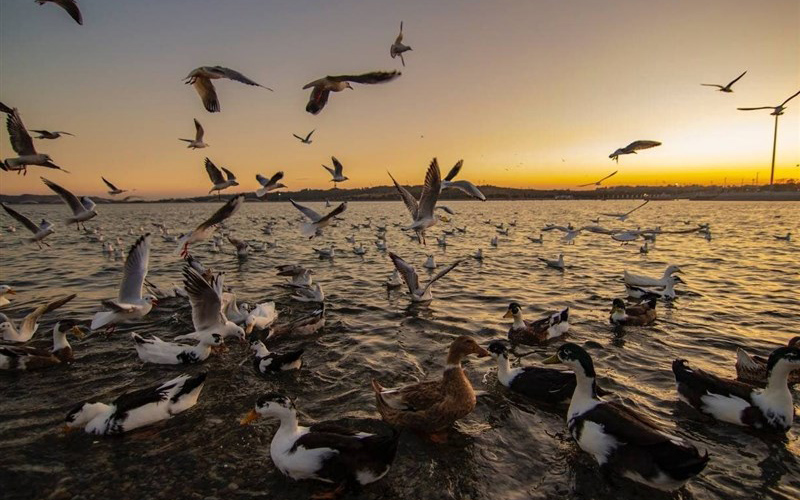 دریاچه شهدای خلیج فارس میزبان پرندگان مهاجر