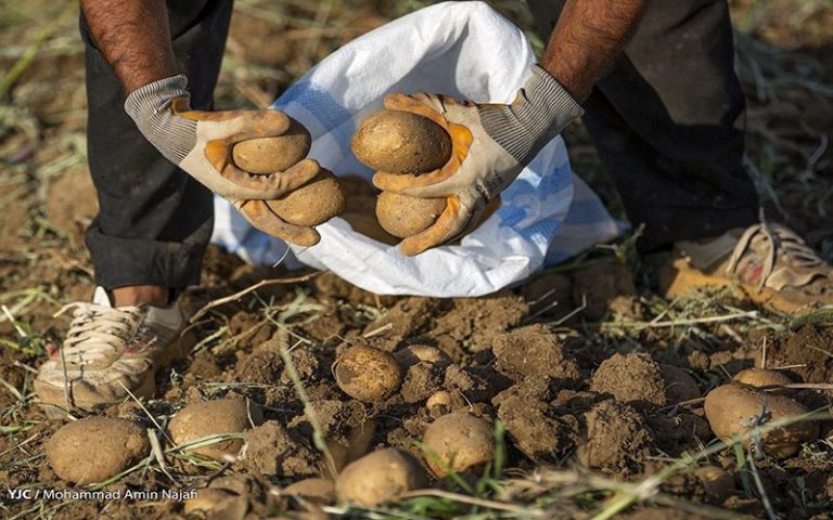 دلیل برگشت سیب زمینی های صادراتی به ترکمنستان چیست؟