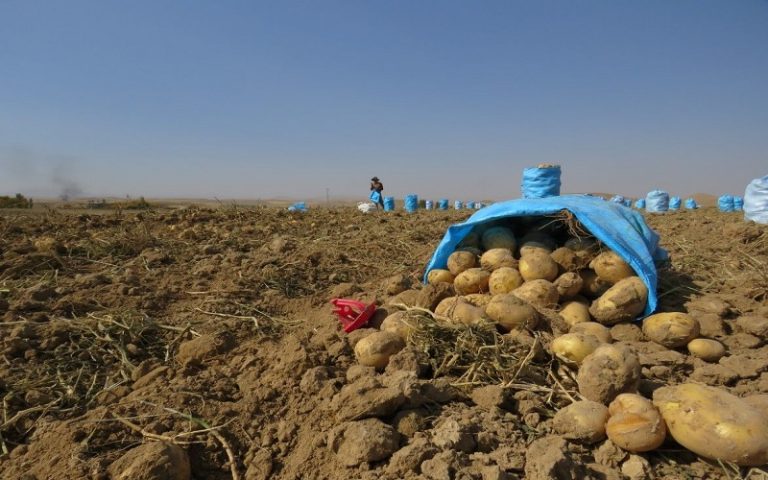 سیب زمینی
