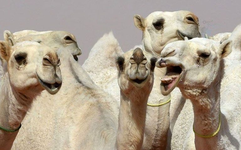 شترهای لب بوتاکسی عربستان برگشت خوردند