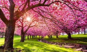 بهترین فصل برای کاشت موی طبیعی