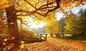 بهترین فصل برای کاشت موی طبیعی