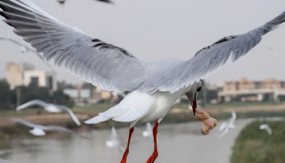 پرواز زیبای پرندگان مهاجر بر فراز پل سفید اهواز