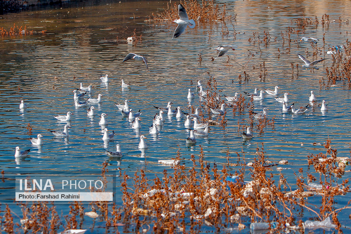 پرندگان مهاجرکاکایی در شیراز