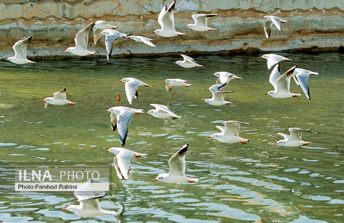 پرندگان مهاجرکاکایی در شیراز