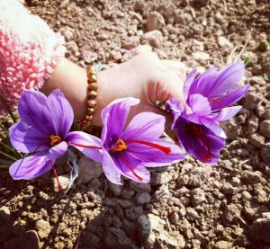 آموزش کاشت زعفران به روش اصولی و نوین