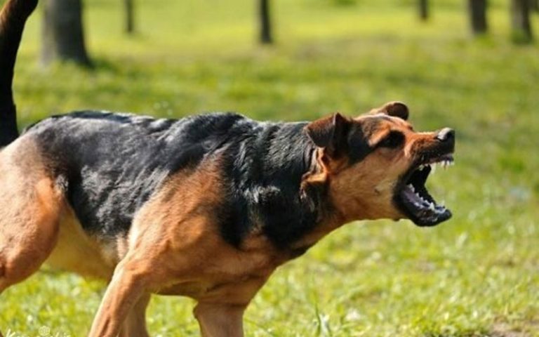 جزییات مرگ دو شهروند تهرانی بر اثر بیماری هاری