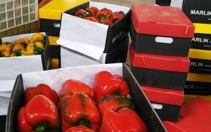 در فلفل های وارداتی از ایران، ویروس مشاهده شده؛ باید معدوم شوند