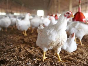 قیمت مرغ