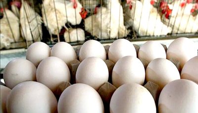 اتحادیه مرغداران تخمگذار: حدف ارز ۴۲۰۰ تومانی قطع دست دلالان را در پی دارد