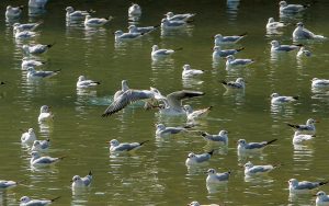 پرندگان مهاجرکاکایی در شیراز