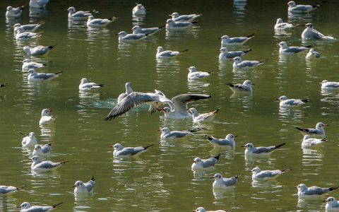 پرندگان مهاجرکاکایی در شیراز