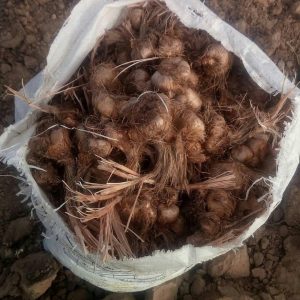 آموزش کاشت زعفران به روش اصولی و نوین