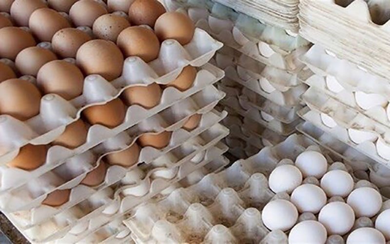 قیمت تخم مرغ نیز کاهش یافته است