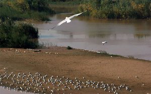 آتش‌سوزی تالاب گندمان به طور کامل مهار شد