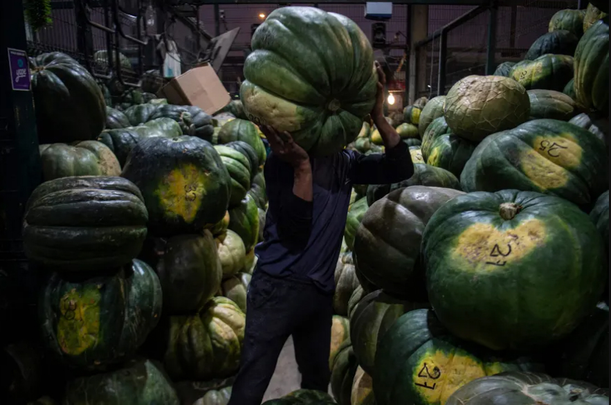 کدو حلوایی های بزرگ در بازار میوه و صیفی جات شهر "لیما" پرو