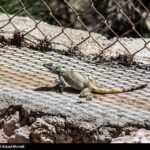 طبیعت کوه گنو بندرعباس