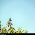 طبیعت کوه گنو بندرعباس