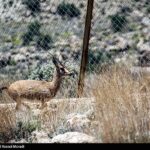 طبیعت کوه گنو بندرعباس