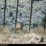 طبیعت کوه گنو بندرعباس