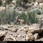 طبیعت کوه گنو بندرعباس