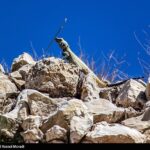 طبیعت کوه گنو بندرعباس