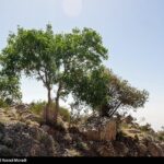 طبیعت کوه گنو بندرعباس