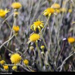 طبیعت کوه گنو بندرعباس