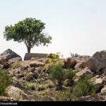 طبیعت کوه گنو بندرعباس