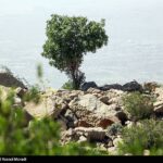 طبیعت کوه گنو بندرعباس