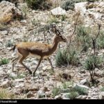 طبیعت کوه گنو بندرعباس