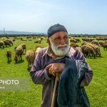 پتروشیمی میانکاله