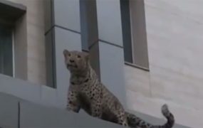 جولان پلنگ در خیابان‌های قائم‌شهر