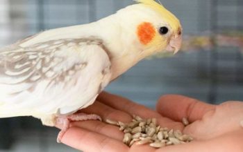 غذای عروس هلندی